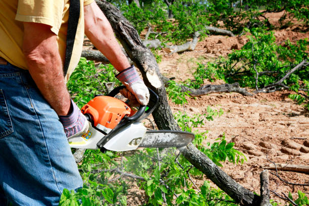 Best Stump Grinding Near Me  in Fort Worth, TX